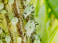 Macrosiphoniella artemisiae